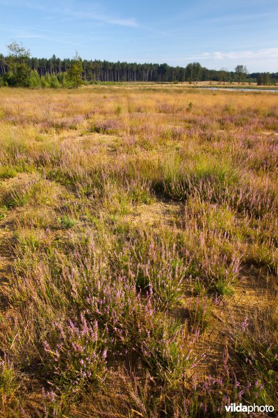 Ontwikkeling van droge heide op geplagd terrein