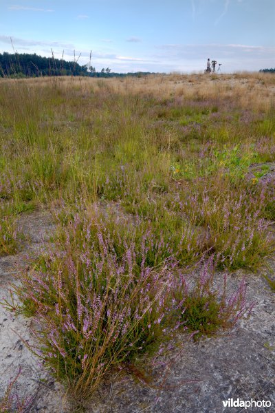 Ontwikkeling van droge heide op geplagd terrein