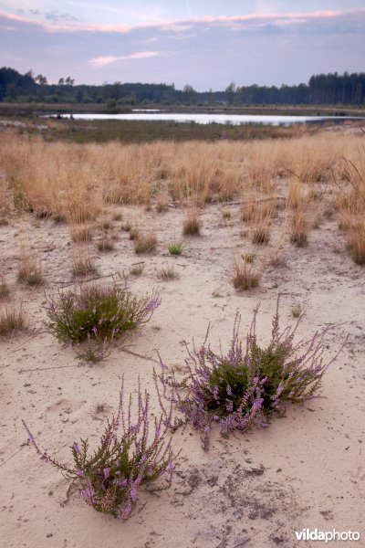 Ontwikkeling van droge heide op geplagd terrein