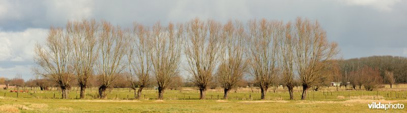 Aard in de Kalkense Meersen