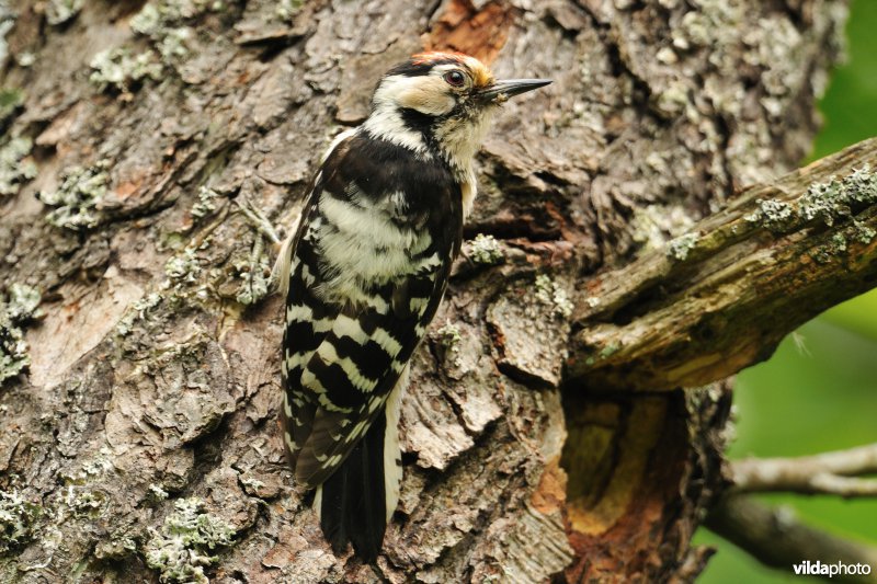 Mannetje Kleine bonte specht bij nesthol
