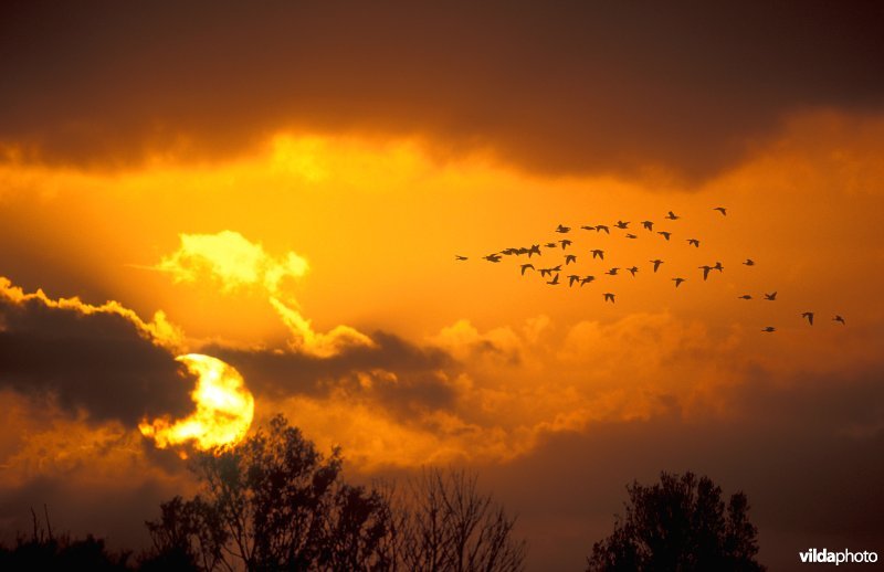 Vlucht Kleine rietganzen