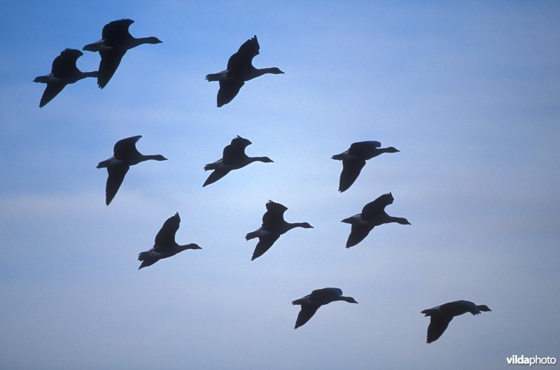 Vliegende Kleine rietganzen