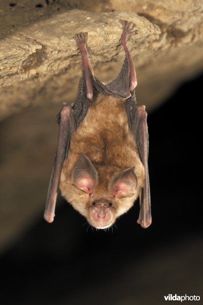 Blasius' hoefijzerneus