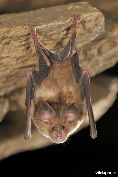 Blasius' hoefijzerneus