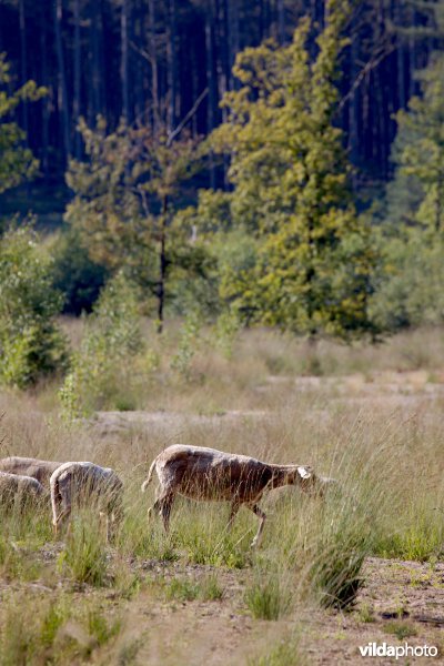 Begrazing door schapen