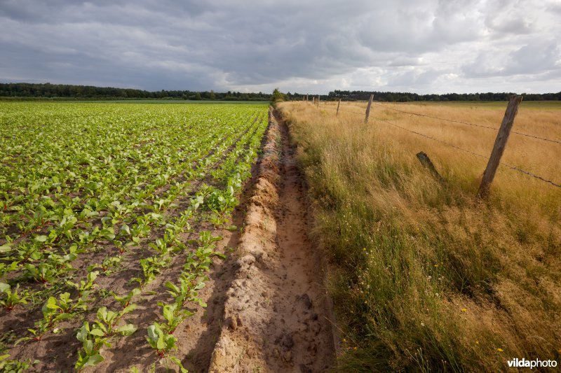 Akkerrand naast een natuurgebied