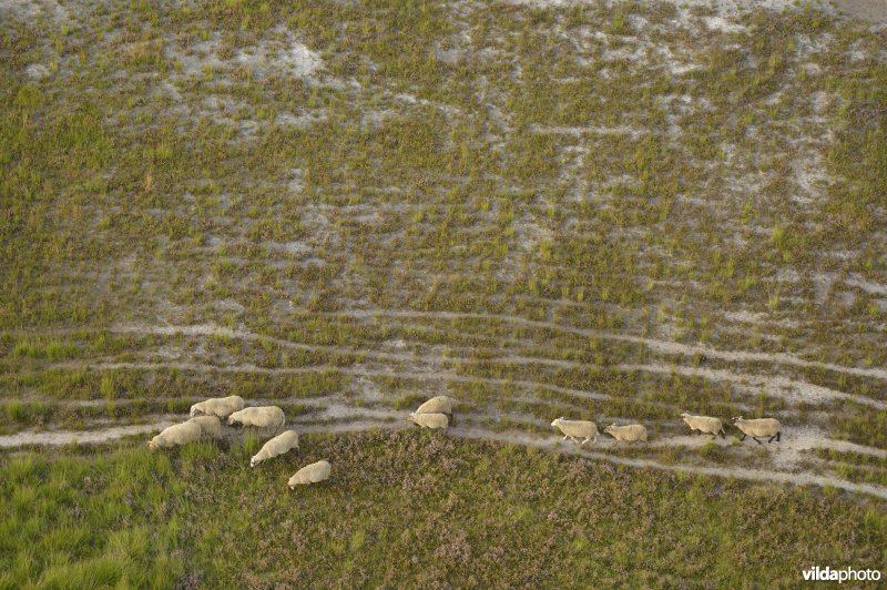 Schapenbegrazing op de Sonnisheide
