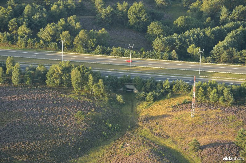 Tenhaagdoornheide: ecotunnel