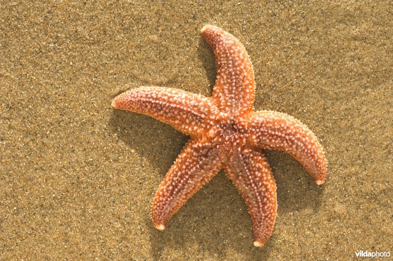 Aangespoelde zeester