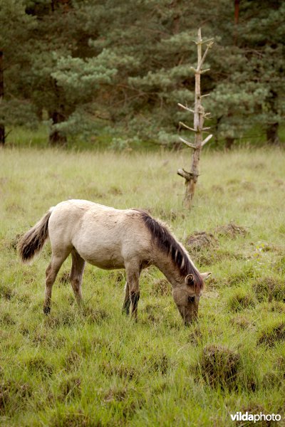 Begrazing door paarden