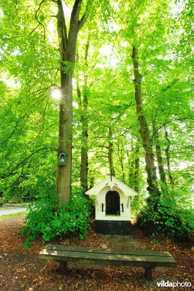 Zoniënwoud