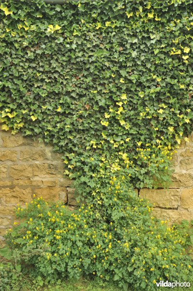 Hidcote Manor Garden
