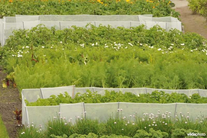 Moestuin