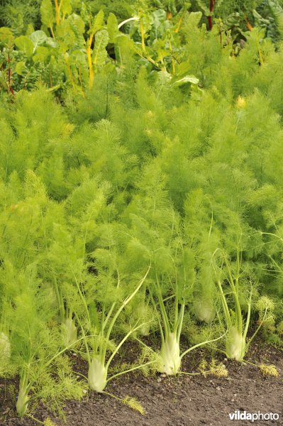 Moestuin met knolvenkel