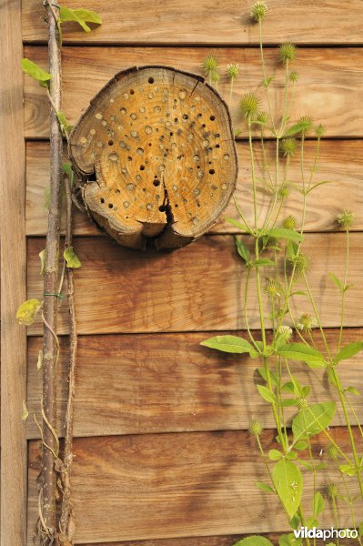 Bijenhotel tegen houten muur