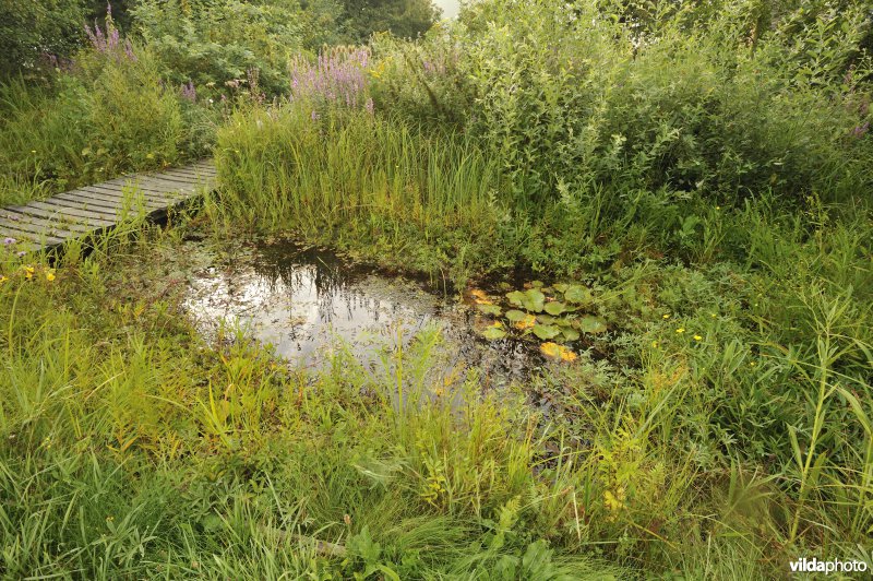 Natuurlijke tuinvijver