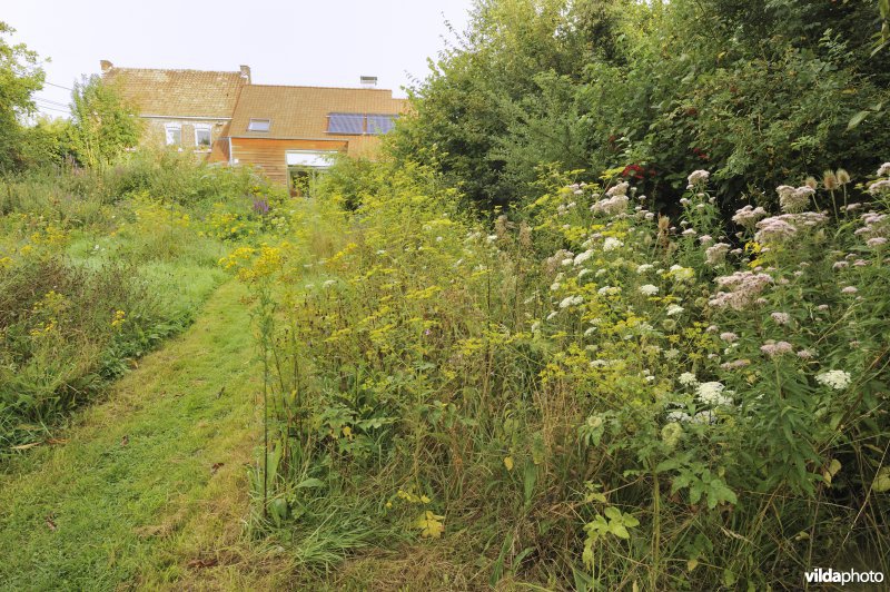 Natuurlijke tuin met bosrandje