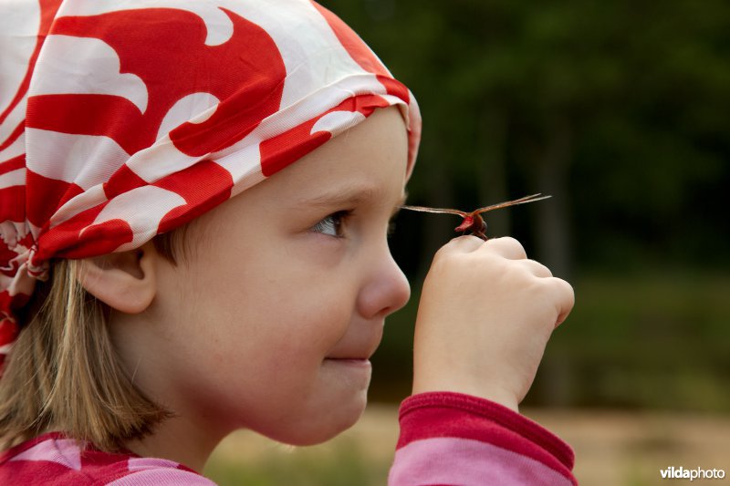 Meisje met libel op de vinger