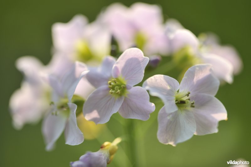 Pinksterbloemen