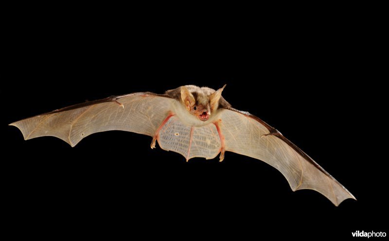 Kleine vale vleermuis