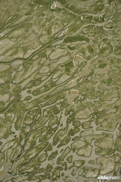 Schorren en slikken van Ketenisse