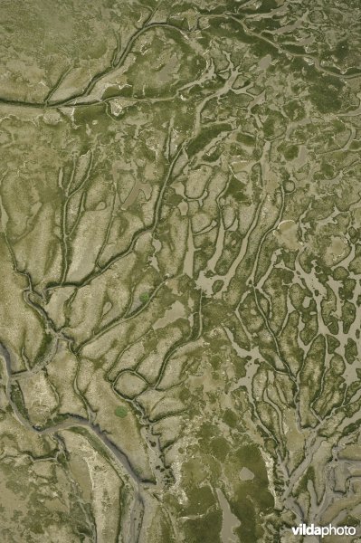 Schorren en slikken van Ketenisse