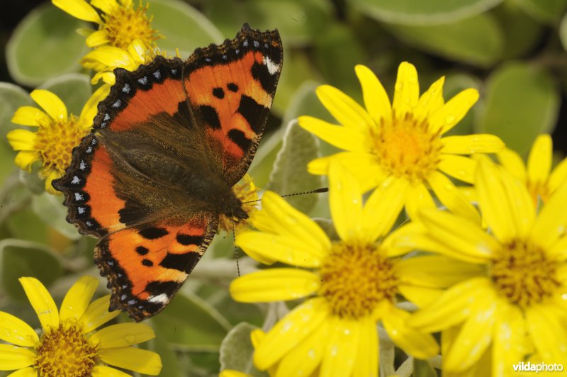 Kleine vos op tuinplant