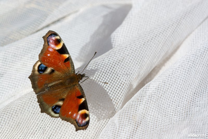 Dagpauwoog op een vlindernet