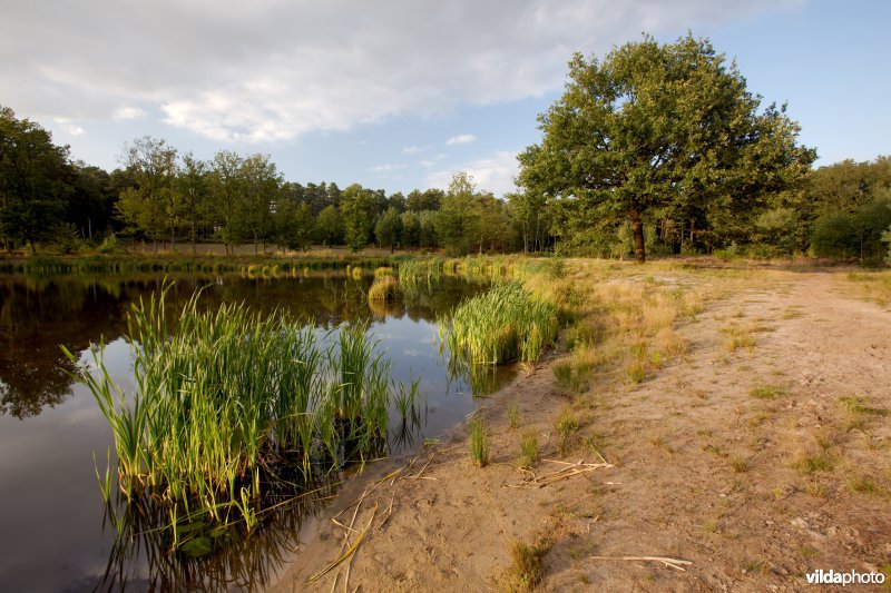 Vijver in Averbode