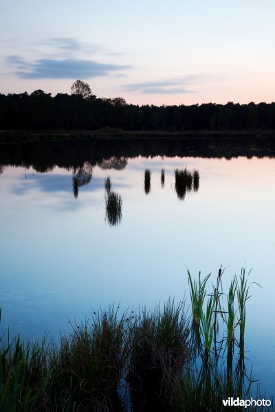 Heringerichte vijver