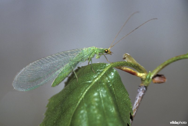Groene gaasvlieg of goudoogje