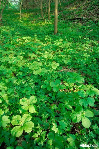 Eenbes in het Kolmontbos