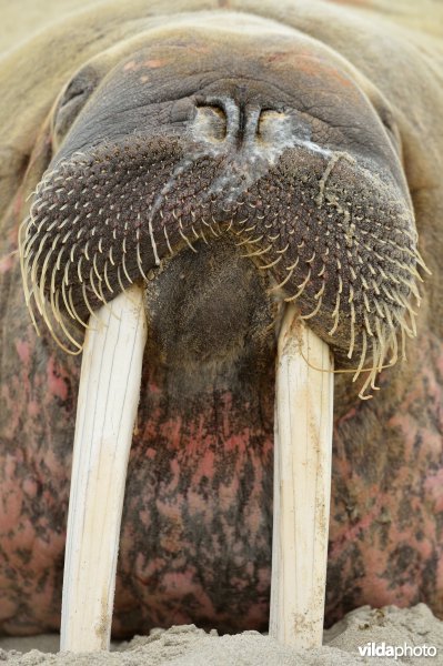 Walrus