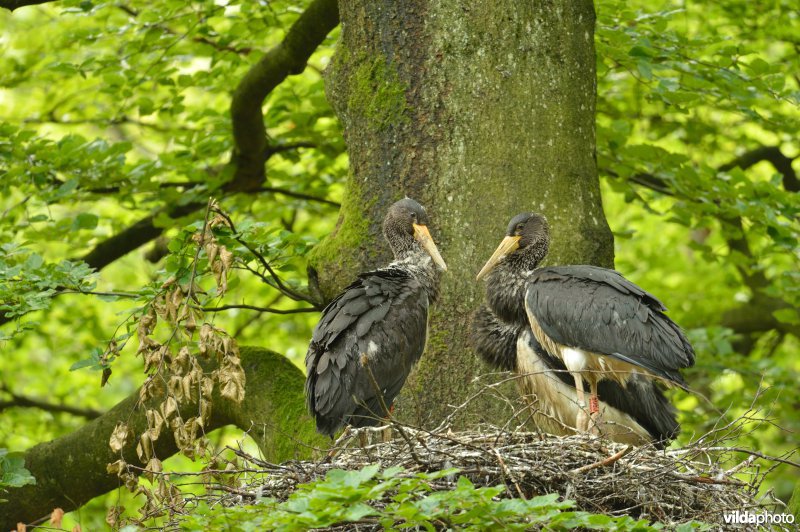 Zwarte ooievaar