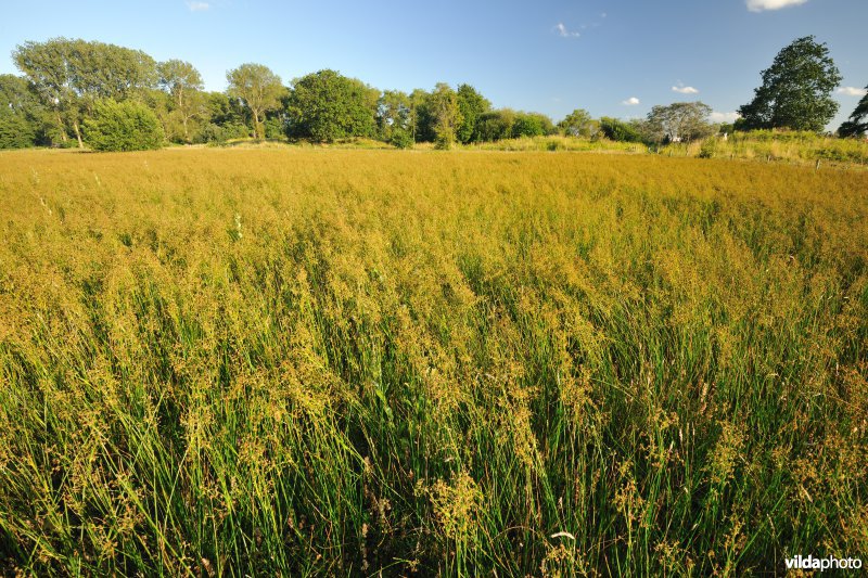 Hannecartduinen