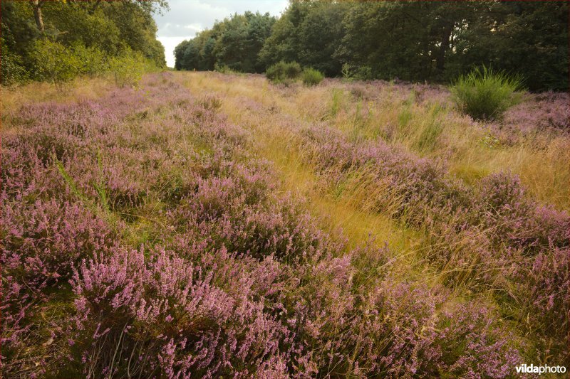 Heide boven een gasleiding