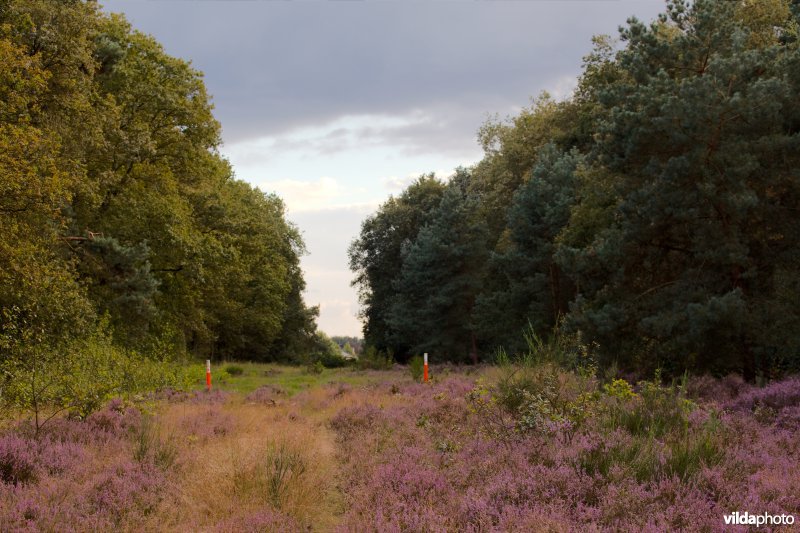 Heide boven een gasleiding