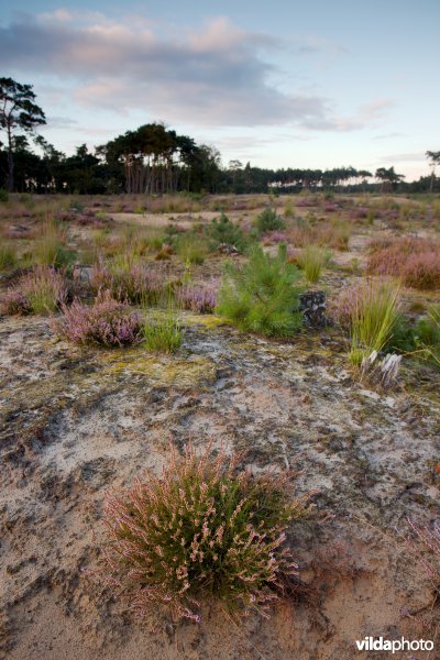 Droge heide op een recent geplagd perceel