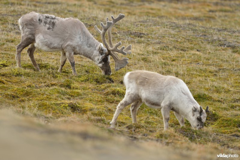 Rendier in Spitsbergen