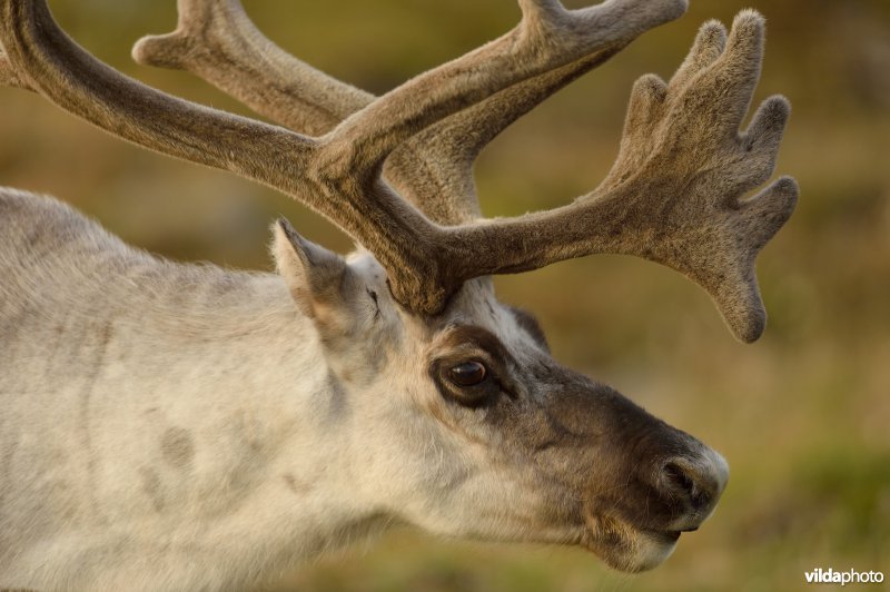 Rendier in Spitsbergen