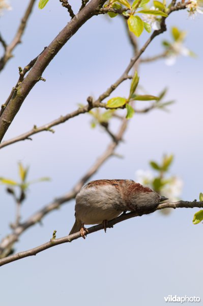 Huismus poetst snavel