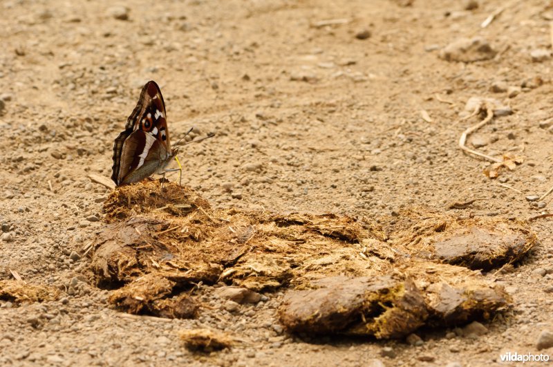 Grote weerschijnvlinder