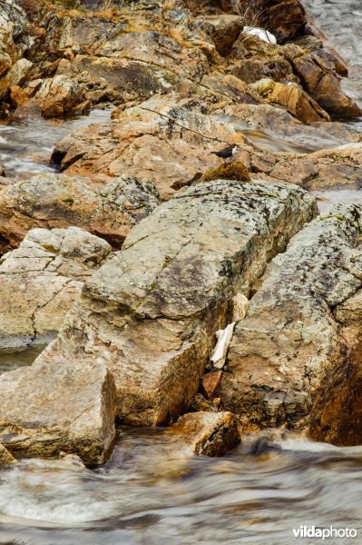 Waterspreeuw bij nest aan rivier