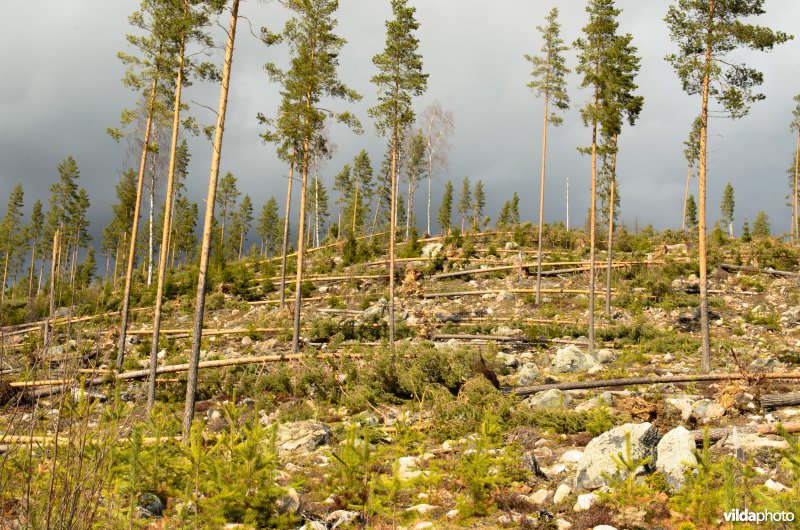 Windworp in dennenbos