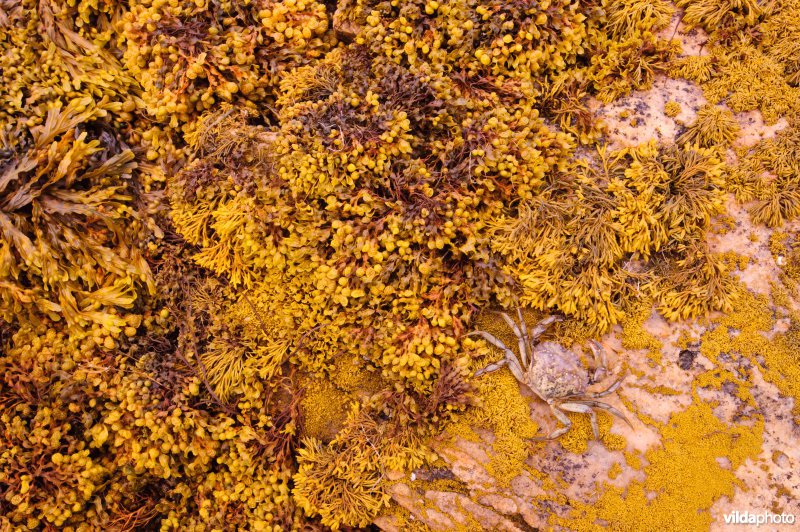 Strandkrab aan een rotskust met wieren