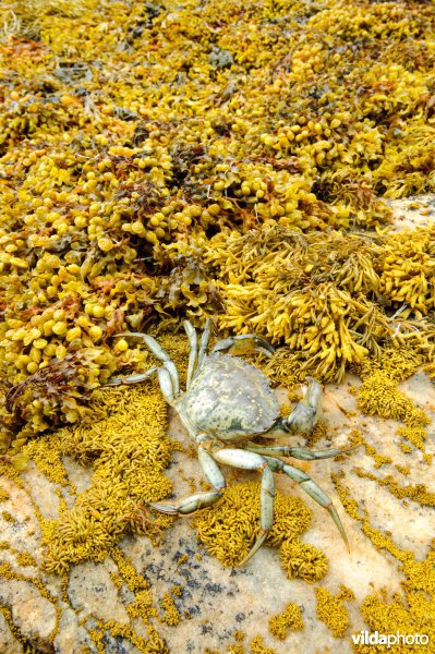 Strandkrab aan een rotskust met wieren