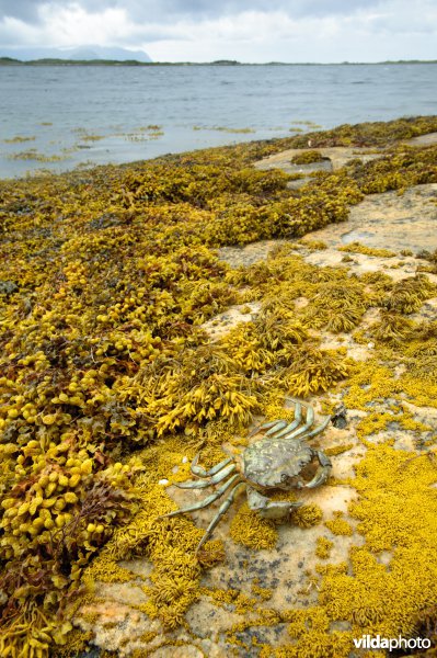 Strandkrab aan een rotskust met wieren