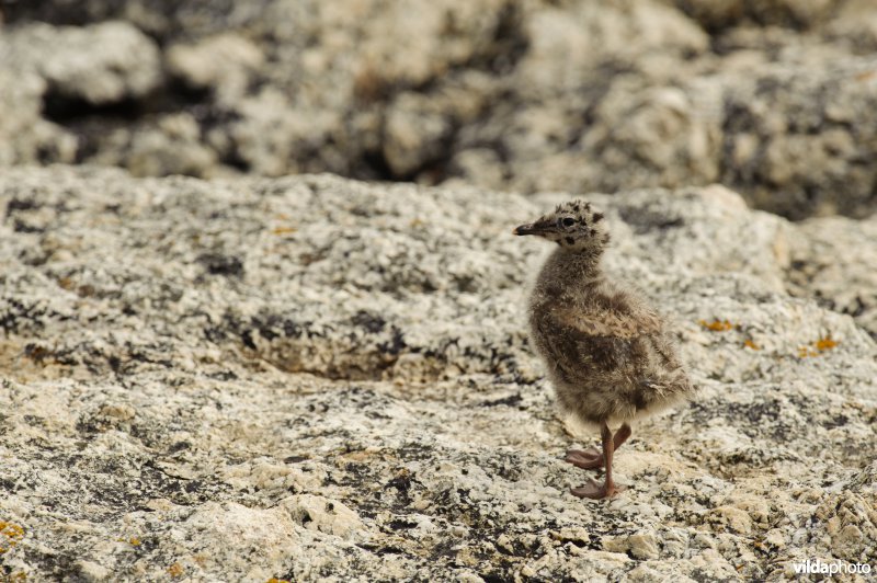 Gecamoufleerd kuiken