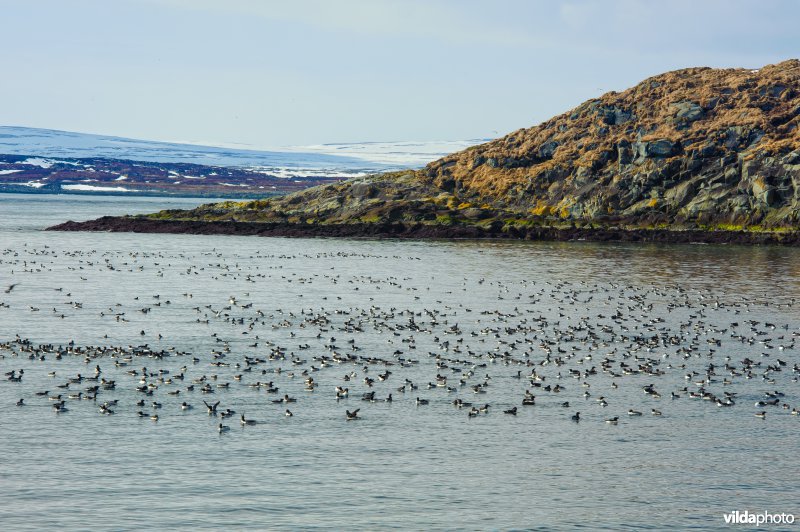 Zeekoeten dobberen op zee